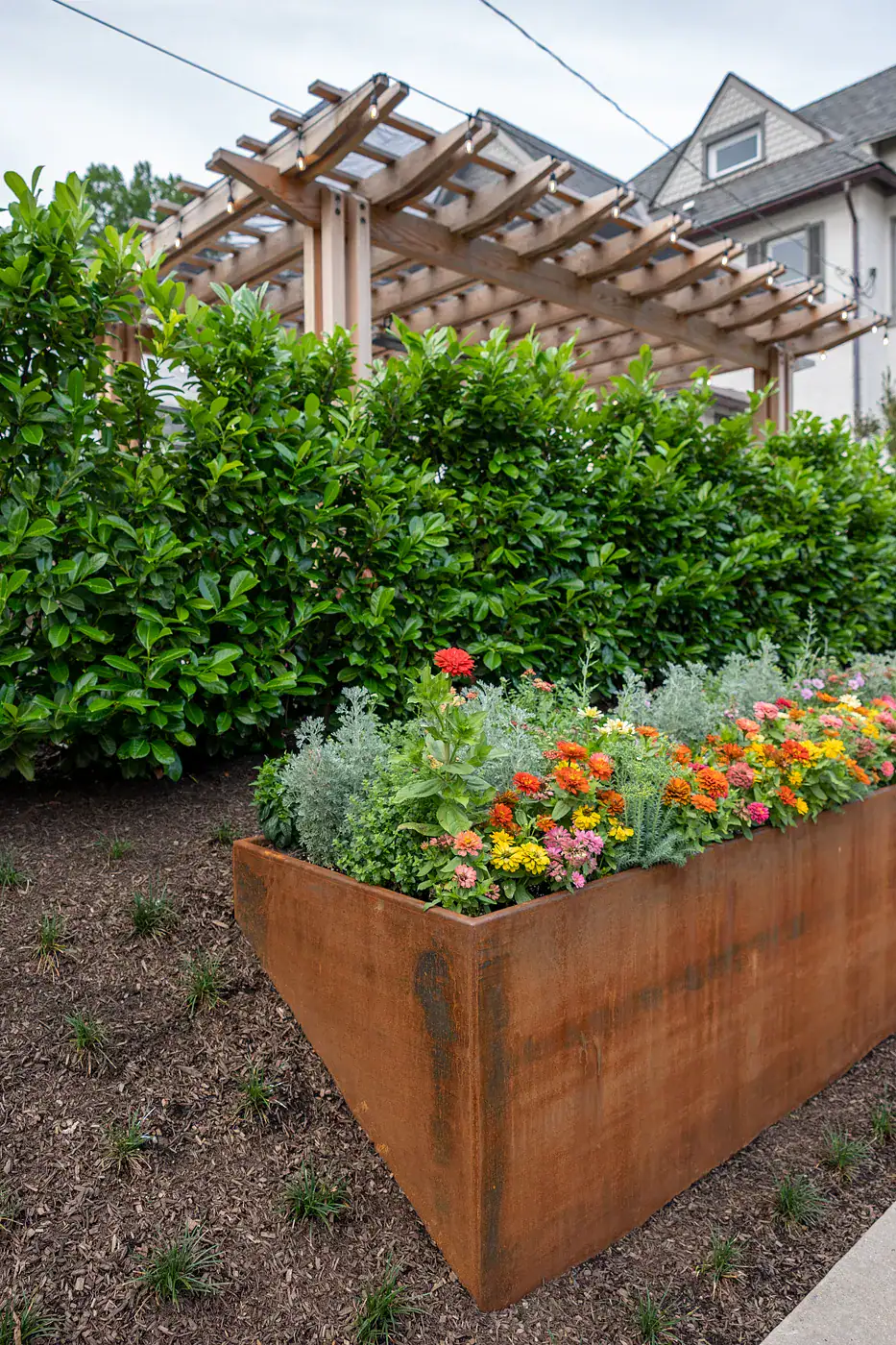 Corten steel raised planter with zinnia and dusty miller annuals beside a dense evergreen privacy hedge and custom cedar pergola with string lights