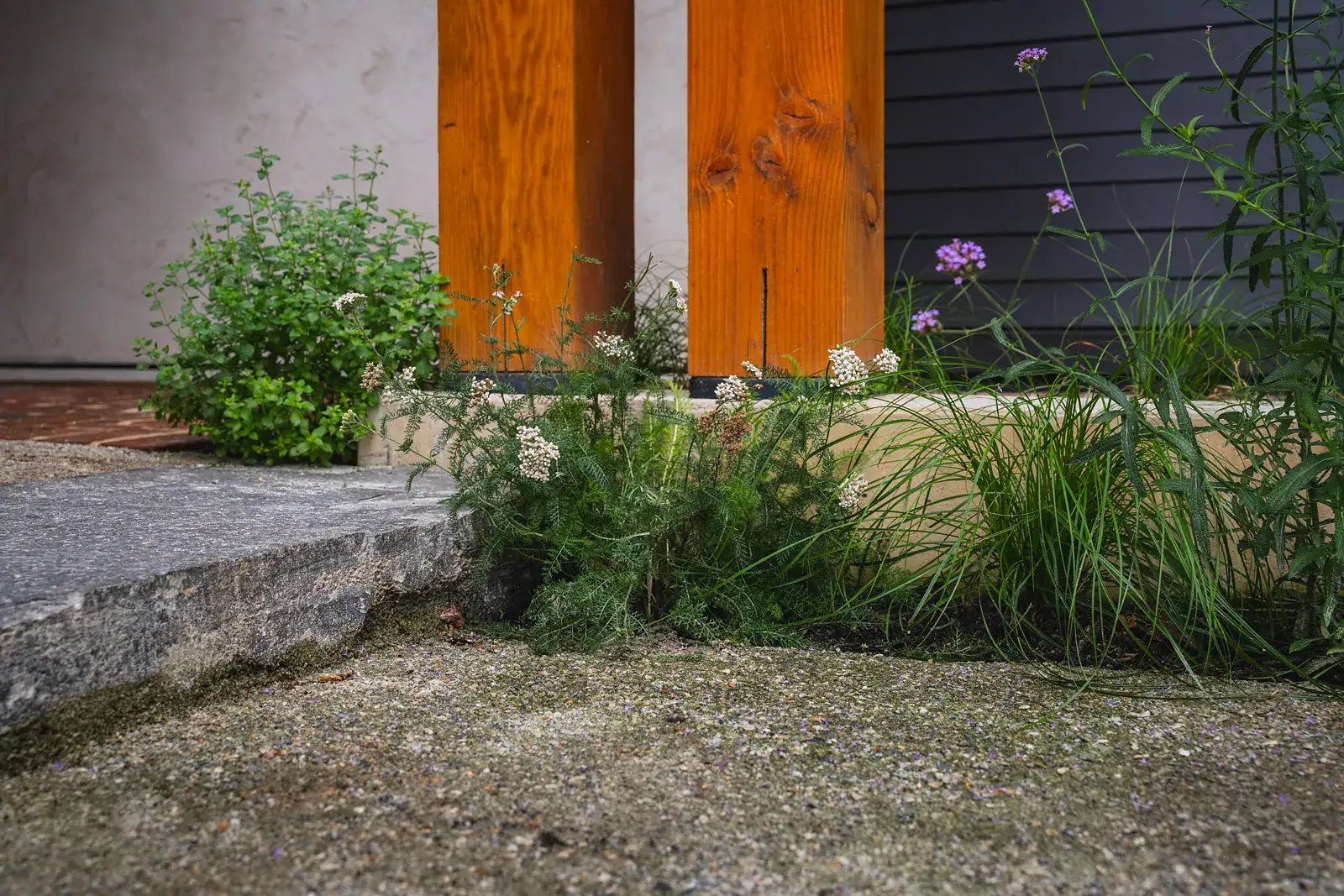 Low planting bed of yarrow, ornamental grass, and herbs at the base of cedar wood posts beside a granite step and gravel surface
