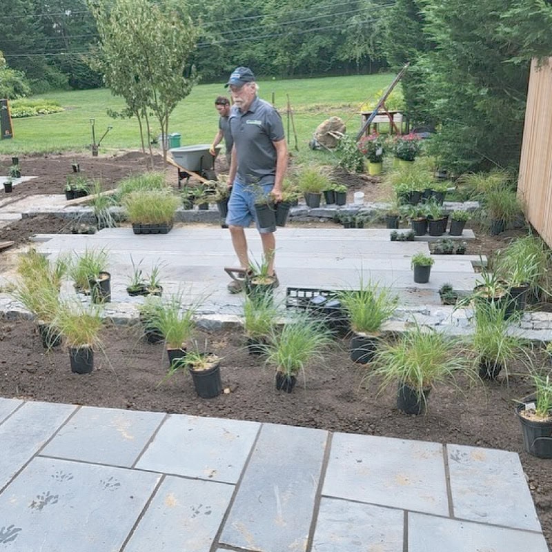 Landscape crew installing ornamental grasses and perennials around a new bluestone patio during active garden construction