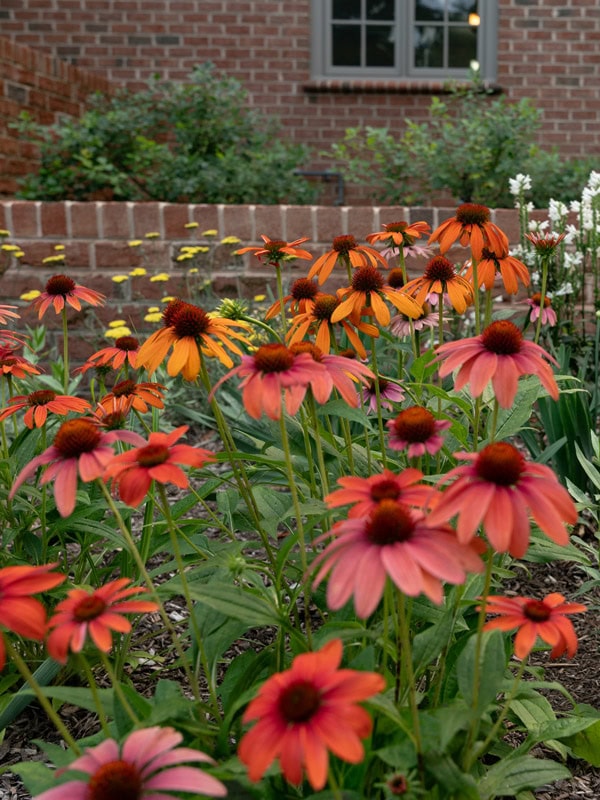 Mixed coneflower planting bed with orange, coral, and pink echinacea blooms, yellow rudbeckia, and white flowering perennials against a brick retaining wall and historic brick home