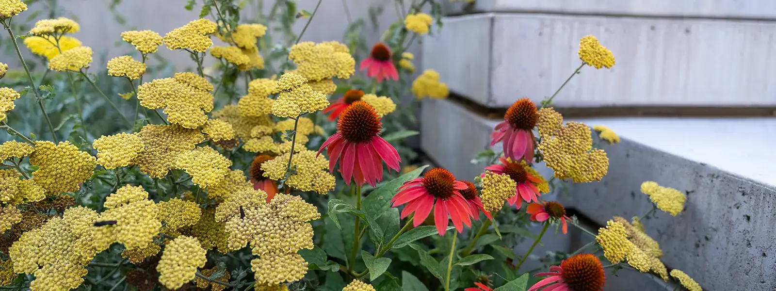 Close-up of yellow yarrow and coneflowers planted along a concrete stairway