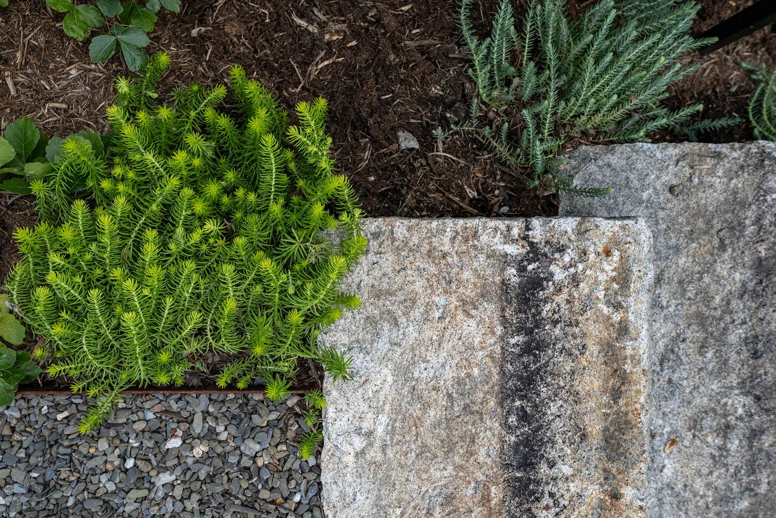 Overhead detail of a granite step in a Havertown backyard landscape design, edged with steel and set beside chartreuse sedum, silvery groundcover, mulch, and blue-gray gravel