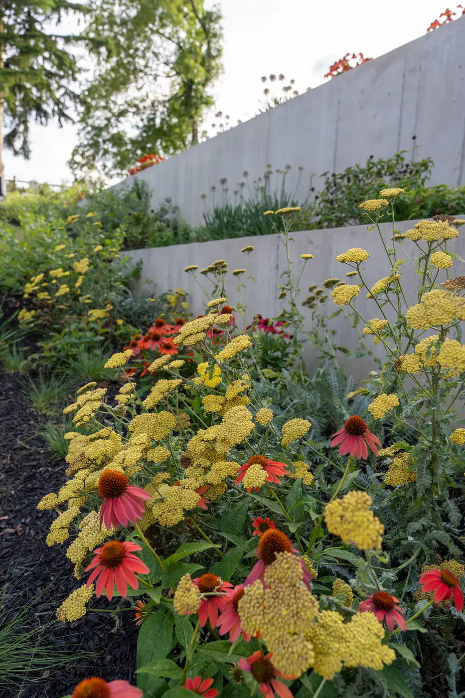 fpo-800x600 Yellow yarrow and coral echinacea blooming in a perennial garden bed below tiered board-formed concrete retaining walls in a Newark DE family backyard landscape design