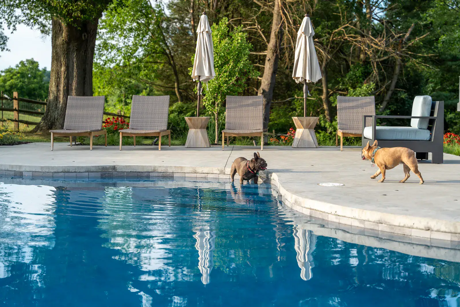 fpo-800x600 Two French bulldogs playing at the shallow pool entry of a Newark DE family backyard landscape design, with a slip-resistant concrete terrace, woven loungers, umbrellas, and a mature oak beside the pool