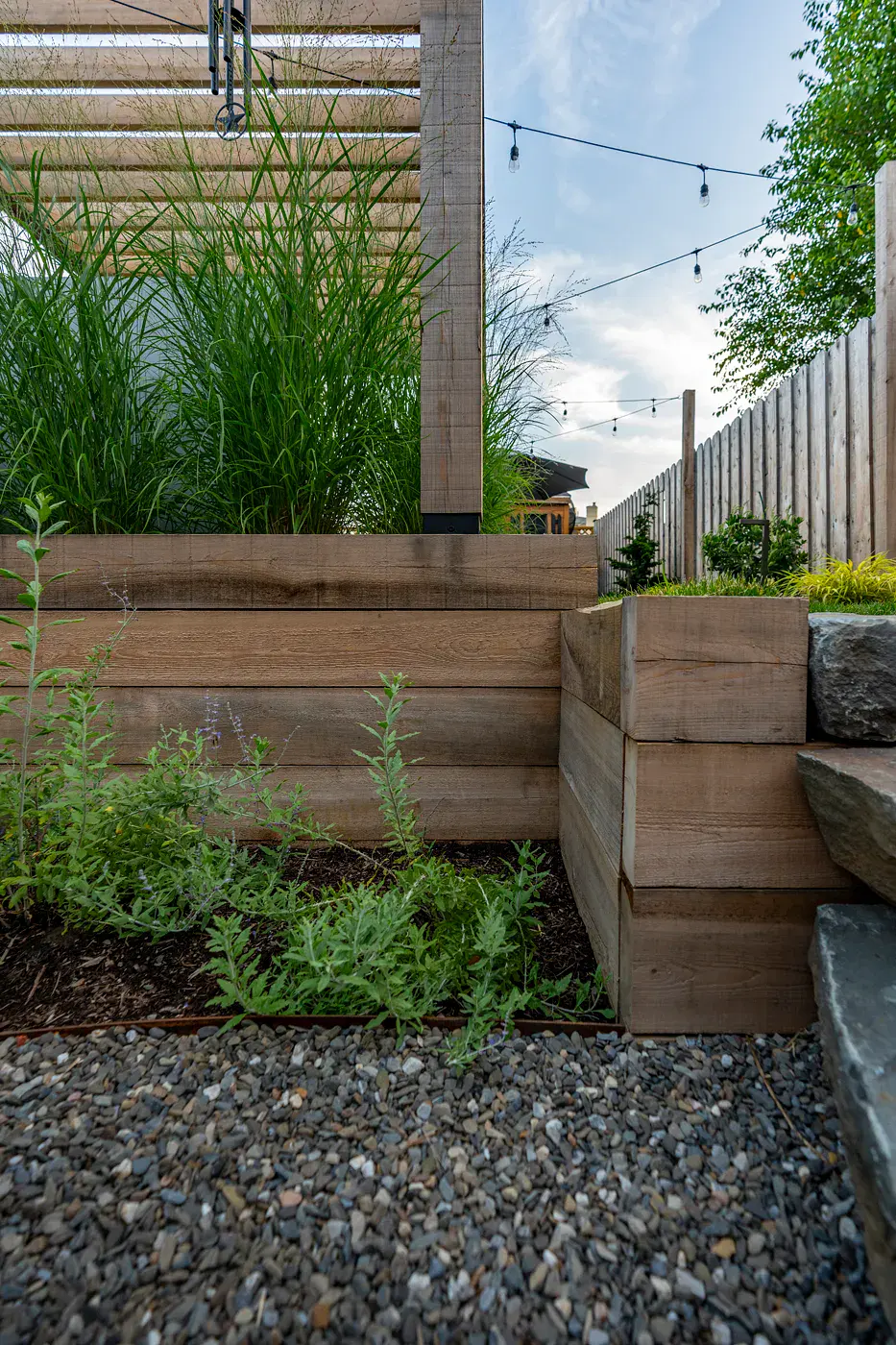 Timber raised garden bed filled with tall ornamental grasses beneath a wooden pergola, beside natural stone steps, flowering perennials, and a gravel patio, with backyard privacy fencing and overhead string lights.