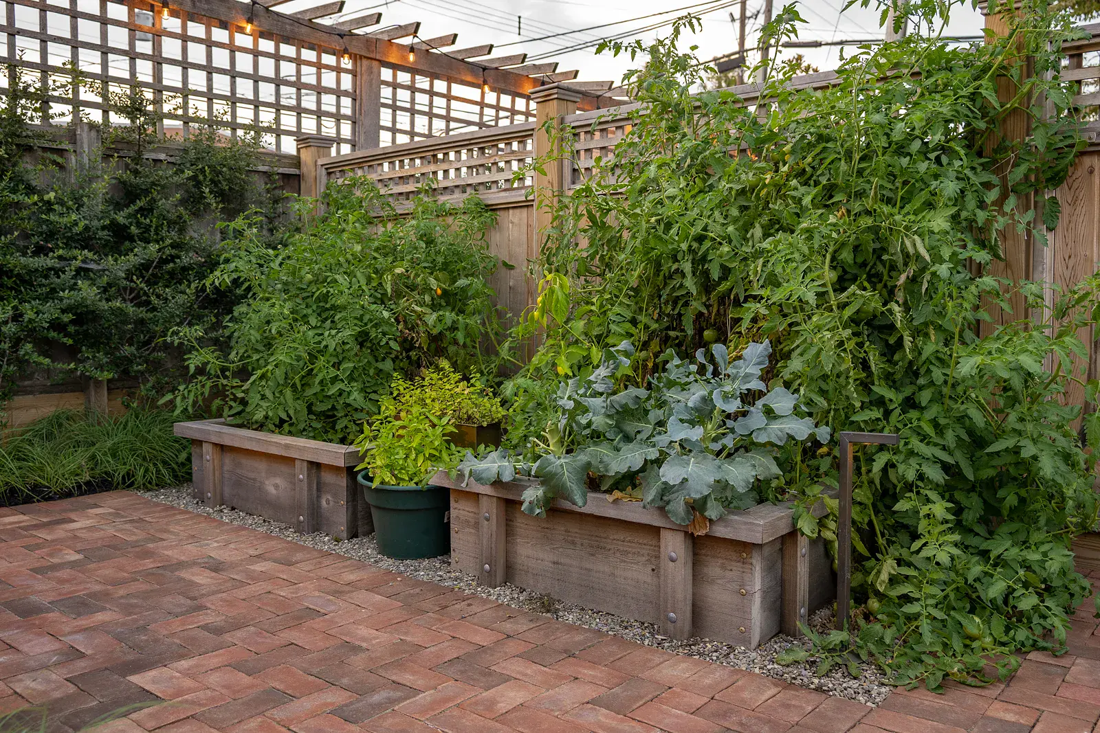 Timber raised vegetable garden beds with tomatoes, broccoli, and herbs on a herringbone brick paver patio in a West Chester PA garden design, with a cedar lattice privacy fence and string-lit pergola`